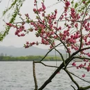 苏堤 - 杭州市旅游 缩略图 2