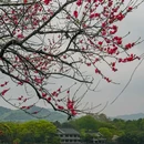 苏堤 - 杭州市旅游 缩略图 4
