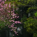 苏堤 - 杭州市旅游 缩略图 9