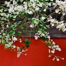 戒台寺 - 北京市旅游 缩略图 4