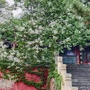 戒台寺 - 北京市旅游 缩略图 6