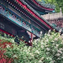戒台寺 - 北京市旅游 缩略图 7