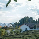 开阳云山茶海 - 贵阳市旅游 缩略图 3