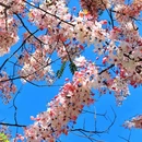 深圳湾公园 - 深圳市旅游 缩略图 4