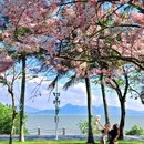 深圳湾公园 - 深圳市旅游 缩略图 3