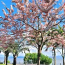 深圳湾公园 - 深圳市旅游 缩略图 1