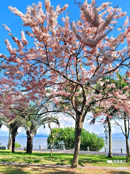 深圳湾公园 - 深圳市旅游