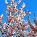 深圳湾公园 - 深圳市旅游 缩略图 6