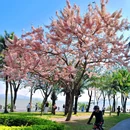 深圳湾公园 - 深圳市旅游 缩略图 7
