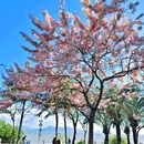 深圳湾公园 - 深圳市旅游 缩略图 8