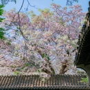 况公祠 - 苏州市旅游 缩略图 5