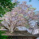况公祠 - 苏州市旅游 缩略图 1