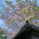 况公祠 - 苏州市旅游 缩略图 7