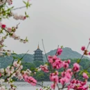 苏堤 - 杭州市旅游 缩略图 3