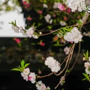 苏堤 - 杭州市旅游 缩略图 4