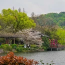 苏堤 - 杭州市旅游 缩略图 2