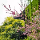 苏堤 - 杭州市旅游 缩略图 5