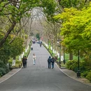 苏堤 - 杭州市旅游 缩略图 8