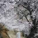 纳帕海景区-春宗景点 - 迪庆藏族自治州旅游 缩略图 3