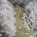 纳帕海景区-春宗景点 - 迪庆藏族自治州旅游 缩略图 1