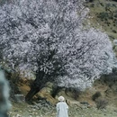 纳帕海景区-春宗景点 - 迪庆藏族自治州旅游 缩略图 4