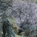 纳帕海景区-春宗景点 - 迪庆藏族自治州旅游 缩略图 5