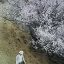 纳帕海景区-春宗景点 - 迪庆藏族自治州旅游 缩略图 2