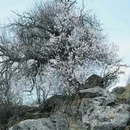 纳帕海景区-春宗景点 - 迪庆藏族自治州旅游 缩略图 6