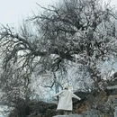 纳帕海景区-春宗景点 - 迪庆藏族自治州旅游 缩略图 9