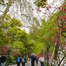 苏堤 - 杭州市旅游 缩略图 3
