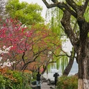 苏堤 - 杭州市旅游 缩略图 2