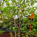 苏堤 - 杭州市旅游 缩略图 4