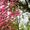 柳浪闻莺 - 杭州市旅游 缩略图 4