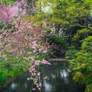 柳浪闻莺 - 杭州市旅游 缩略图 5