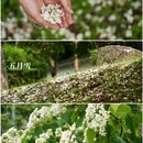 二龙山生态园 - 广州市旅游 缩略图 6