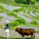 云和梯田景区 - 丽水市旅游 缩略图 2