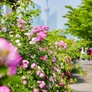 东方渔人码头国际中心 - 上海市旅游 缩略图 1