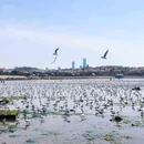 青岛栈桥海水浴场 - 青岛市旅游 缩略图 4