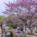北蠡墅街 - 苏州市旅游 缩略图 1