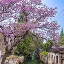 北蠡墅街 - 苏州市旅游 缩略图 3