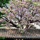 况公祠 - 苏州市旅游 缩略图 3