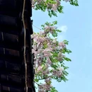 况公祠 - 苏州市旅游 缩略图 7