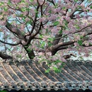 况公祠 - 苏州市旅游 缩略图 8