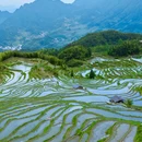 云和梯田景区 - 丽水市旅游 缩略图 1