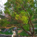 淄博聊斋城景区 - 淄博市旅游 缩略图 1