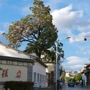大理剑川宾馆 - 大理白族自治州旅游 缩略图 5