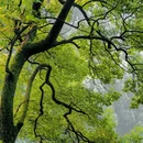 重庆南山风景区 - 重庆市旅游 缩略图 6