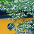 清凉禅寺 - 常州市旅游 缩略图 1