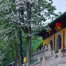 清凉禅寺 - 常州市旅游 缩略图 8