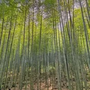 南山竹海安云·悦南山温泉度假酒店 - 常州市旅游 缩略图 9